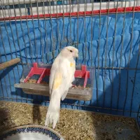 قناری ماده موزایکی آماده آماده