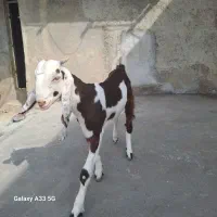 دو راس تیشتر افقانی سه قلو