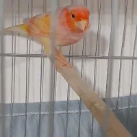 قناری ماده جوان سوپری سرخ اماده و سر حال|پرنده|گلستان (تهران), |دیوار