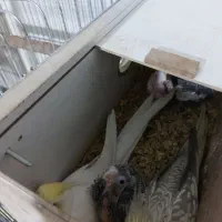 عروس هلندی جفتی همراه با قفس وجوجه|پرنده|الوند, |دیوار