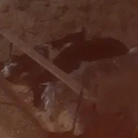 دوتا بز غاله بایه بره