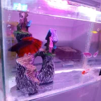 آکواریوم|ماهی|ارومیه, |دیوار