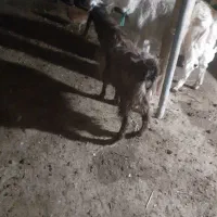 سلام بزغاله کیلویی ۲۷۰تومان