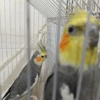 ۳ تا طوطی عروس