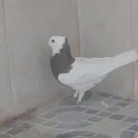 گمشده گمشده در خیابان امام رضا کسی گرفت خبری بده|حیوانات|بافق, |دیوار