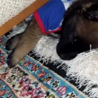 سگ مالینویز|سگ|کرمان, |دیوار