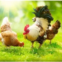 مرغ وخروس زینتی