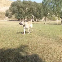 سرابی 6ماهه|سگ|بستان آباد, |دیوار