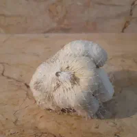 پخش سیر همدان|عمدهفروشی|تهران, کوی بیمه|دیوار