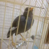 مرغ‌مینای‌نر