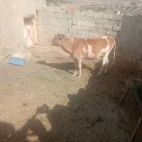 گاو بومی همراه باگوساله ماده
