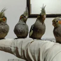عروس هلندی