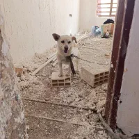 سگ. پاکوتاه خانگی