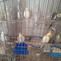 عروس هلندی نروماده