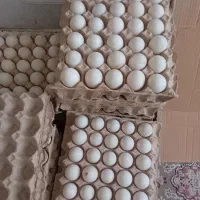 تخم اردک پکنی و محلی هر تعداد ک بخوایین