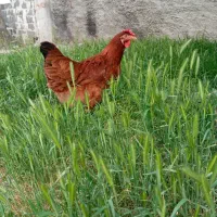 مرغ خانگی تخم‌گذار