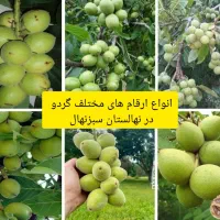 نهالستان سبزنهال انواع نهال های مثمر و غیر مثمر|خدمات باغبانی و درختکاری|مهریز, |دیوار