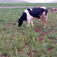 فروشی گاو چراگاهیی سیمیتال پچه دار در گرمی