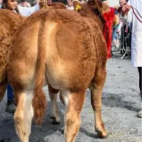 خرید گوساله جنس اصل