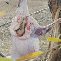 فروش بره نر و ماده زیره ۴۰ کیلو و از ۲۵ کیلو