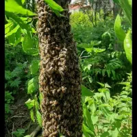 زنبور عسل خدمات