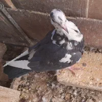 کبوتر بزک .کبوتر پاکستانی(رامپوری)|پرنده|شهرضا, |دیوار