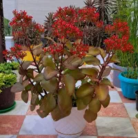 گل زیبا وشاداب