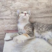 بچه‌گربه ماده چهار ماهه آروم و بغلی
