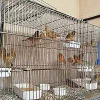 قناری سفید.طلایی.سرخ.پرتقالی برفکی.|پرنده|شیراز, دست خضر|دیوار