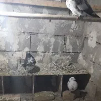 کفتر تهرانی پنج تا|پرنده|مشگین شهر, |دیوار