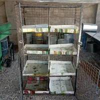 زردپلنگ جفتگاه|پرنده|کرمان, |دیوار