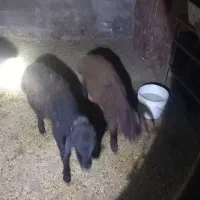 ۳عدد بره|حیوانات مزرعه|گنبد کاووس, |دیوار