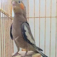 عروس هلندی خوشتیپ....