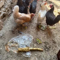 مرغ وخروس