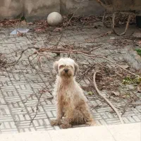 سگ خانگی تربیت شده