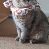 واگذاری رایگان گربه بریتیش اصیل (نر)