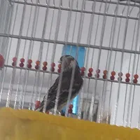 سهره قناری ابلغ