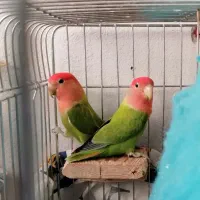 فروش کوتوله برزیلی دستی نژاد خاص|پرنده|شیراز, گلستان|دیوار