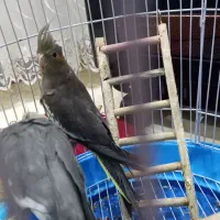 عروس هلندی ماده