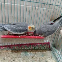 جفت عروس هلند ادرس برازجان|پرنده|برازجان, |دیوار