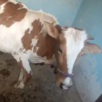 گاو جرسی حامله 7 ماهه|حیوانات مزرعه|بندر ماهشهر, |دیوار