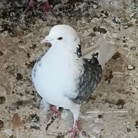 کبوتر فروشی