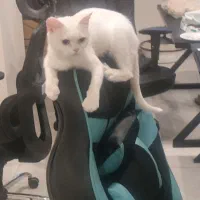 گربه بریتیش ۶ میلیون