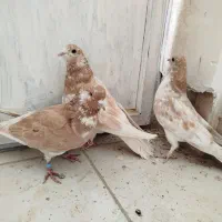 تهرانی زوردار|پرنده|سرپل ذهاب, |دیوار