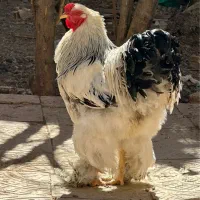 تخم نطفه دار برهما لایت و بلو لایت