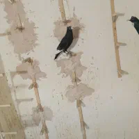 دوعدد نر پلنگ کفتر سوراخ|پرنده|ماهان, |دیوار