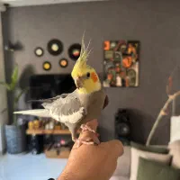 عروس هلندی نر  دستی