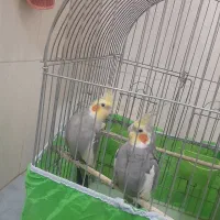 عروس هلندی سخنگو