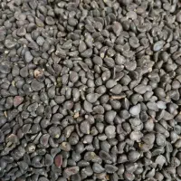 فروش صدکیلو انجک