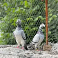 کبوتر سوسک آلمانی و سبز مسافتی
